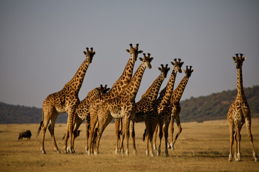 Tanzania